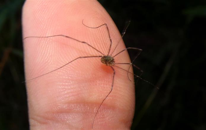 Leiobunum sp. (Sclerosomatidae)